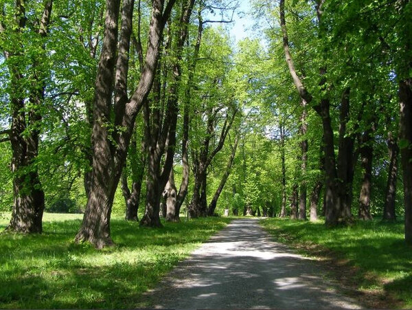Vítězkou se stala lipová alej na Uhlířském vrchu v Bruntále.