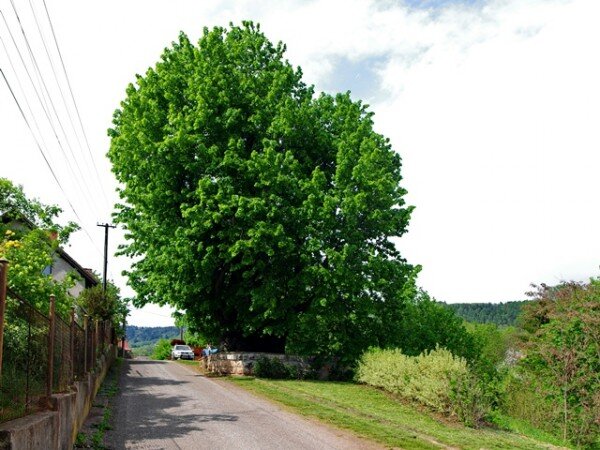 Tatobitská lípa je památným stromem, v roce 2015 zvítězila v hlasování v anketě Strom roku.